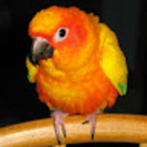 Meet your Posher, Liz